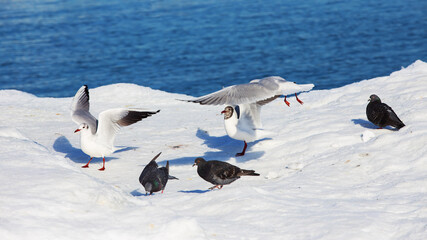 Flock of seagulls on ice on winter day on city beach. Winter seascape.
