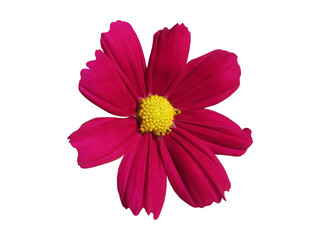 pink cosmos isolated on white background