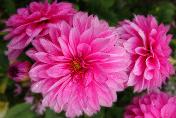 Fototapeta premium dahlia flower on the plant, beautiful bouquet for decoration from the garden