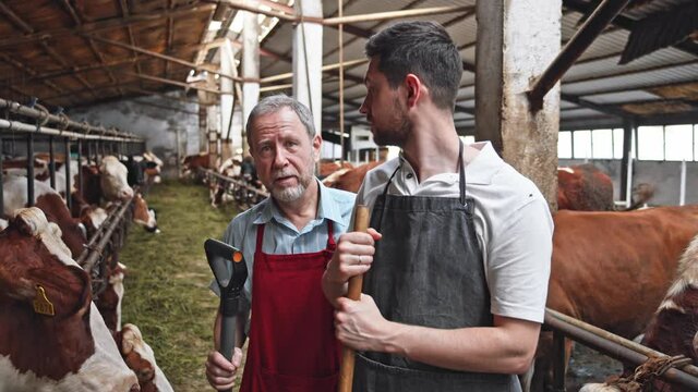 Two farm workers men in uniform working in cowshed barn at dairy manufacturing. Adult bearded man teaching young trainee farmer to take care of husbandry. Farming business. Countryside area. 4K