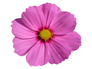 pink cosmos flower isolated on white background