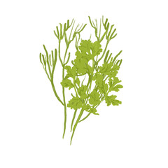Branches of dill and parsley green color with no background