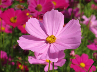 Obraz premium Cosmos pink flower (Cosmos Bipinnatus) with blurred background