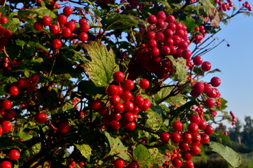 Red viburnum branch at a countryside. Viburnum (viburnum opulus) berries and leaves outdoor in summer. Close-up
