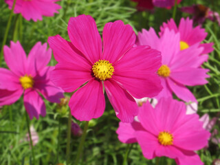 Obraz premium Cosmos pink flower (Cosmos Bipinnatus) with blurred background