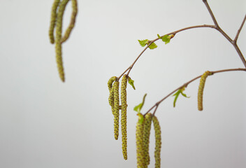 Spring branch of birch with young green leaves in the soft-focus background