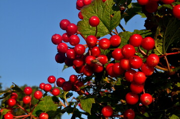 Red viburnum branch at a countryside. Viburnum (viburnum opulus) berries and leaves outdoor in summer. Close-up