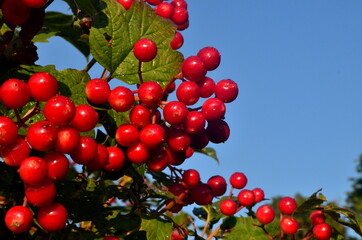 Red viburnum branch at a countryside. Viburnum (viburnum opulus) berries and leaves outdoor in summer. Close-up