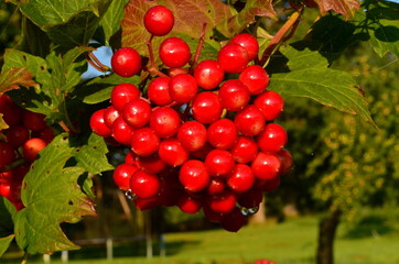 Red viburnum branch at a countryside. Viburnum (viburnum opulus) berries and leaves outdoor in summer. Close-up