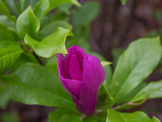 Beautiful pink magnolia flower with green leaves in spring. Fresh and natural concepts