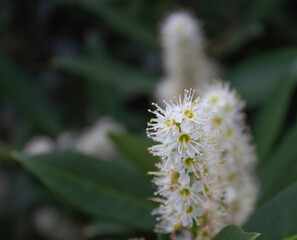 Selective focus cherry prunus laurocerasus flowers with textured green leaves on dark blurry background
