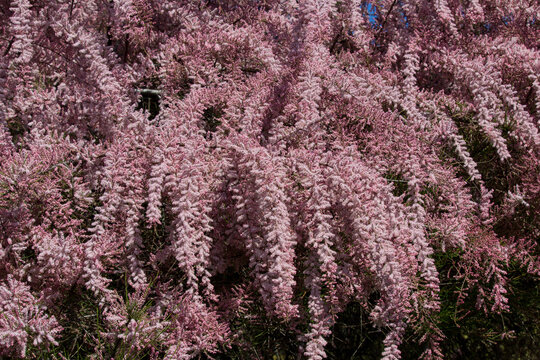 Tamarix Gallica Flowers From The Tamaricaceae Family. A Bouquet Of Bright Spring Flowers