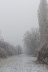 Obraz premium Weg im winterlicher Nebel