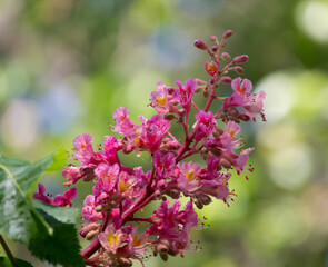 Pink flowers Aesculus pavia with texture green leaves