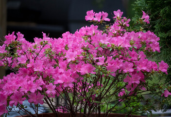 Obraz premium Beautiful bunch of rhododendron flowers in spring