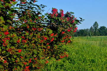 European Cranberrybush (Viburnum opulus) bush,  red viburnum on a sunny day.