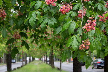 Pink flowers Aesculus pavia with texture green leaves