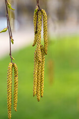Yellow birch buds hanging from a branch