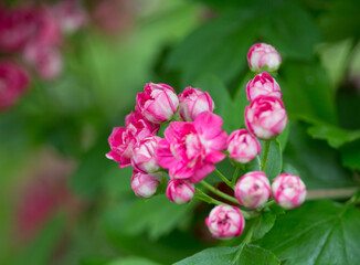 A bunch of the double pink hawthorn. Spring flowers