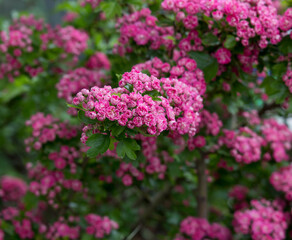 A bunch of the double pink hawthorn. Spring flowers