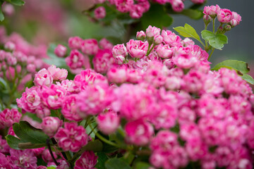 Obraz premium A bunch of the double pink hawthorn. Spring flowers