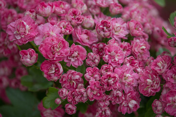 A bunch of the double pink hawthorn. Spring flowers