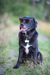 Black Labrador sits in the forest wearing glasses.