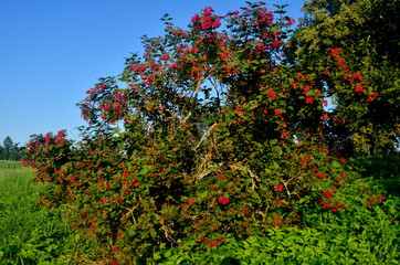 European Cranberrybush (Viburnum opulus) bush,  red viburnum on a sunny day.