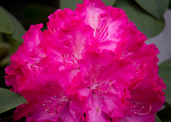 Bunch of rhododendron flowers with textured green leaves. Selective focus