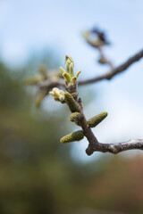 Branches with blooming leaf buds on tree.