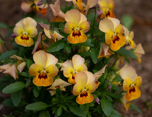 yellow flowers in the garden