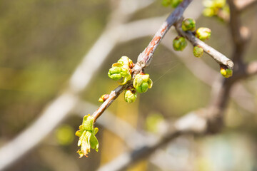 Branches with blooming leaf buds on tree
