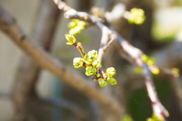 Branches with blooming leaf buds on tree