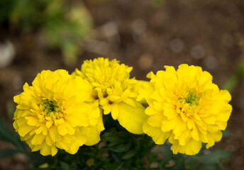 Beautiful yellow marigold in summer