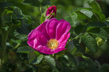 Pink flower Rosa majalis, natural seasonal floral background