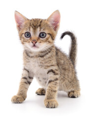 Kitten on white background.