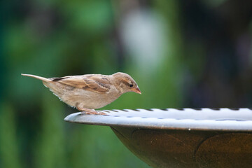 Haussperling an der Vogeltränke	