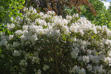 Beautiful bunch of rhododendron flowers in spring