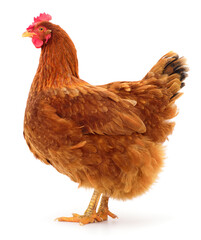 Brown hen isolated.