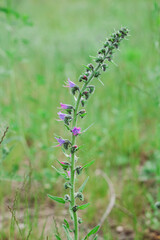 close up of wild flowers