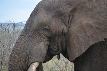 Elefant Nahaufnahme