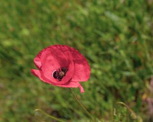 red poppy flower