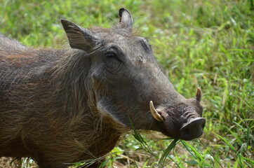 Warzenschwein kommt zu Besuch