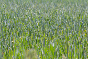 Barley field, natural seasonal. Nature background
