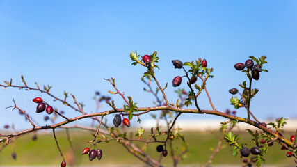 Fruits of ripe dogrose on a blue sky, as a background for your art project.
