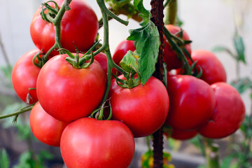 Ripe red tomatoes on a branch, close up.