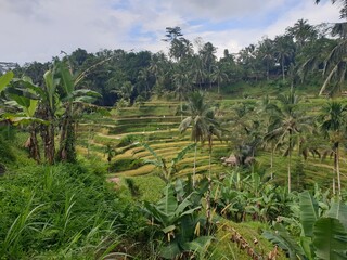 rice terraces in bali