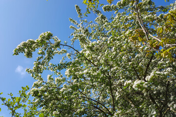 Blossoming Hawthorn (Crataegus monogyna) on blue sky