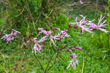 Flowers of  Ragged Robin (Silene flos-cuculi, syn: Lychnis flos-cuculi); closeup
