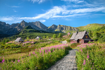 Flowering Chamaenerion in Gasienicowa Valley, Tatra Mountains, Poland © bbsferrari